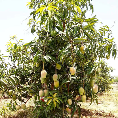 Gir Kesar Mango Grafted Hybrid Plant