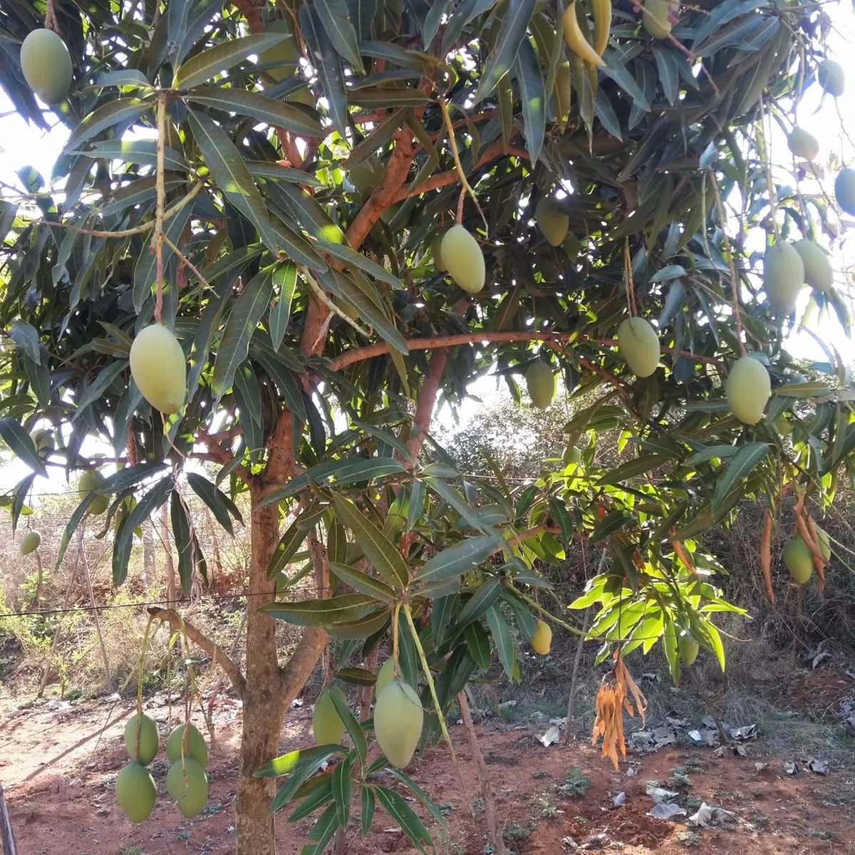Malika Mango Grafted Hybrid Plant