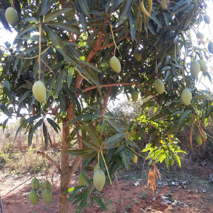 Malika Mango Grafted Hybrid Plant