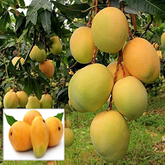 Alphonso Hapus Ratnagiri Mango Grafted Hybrid Plant