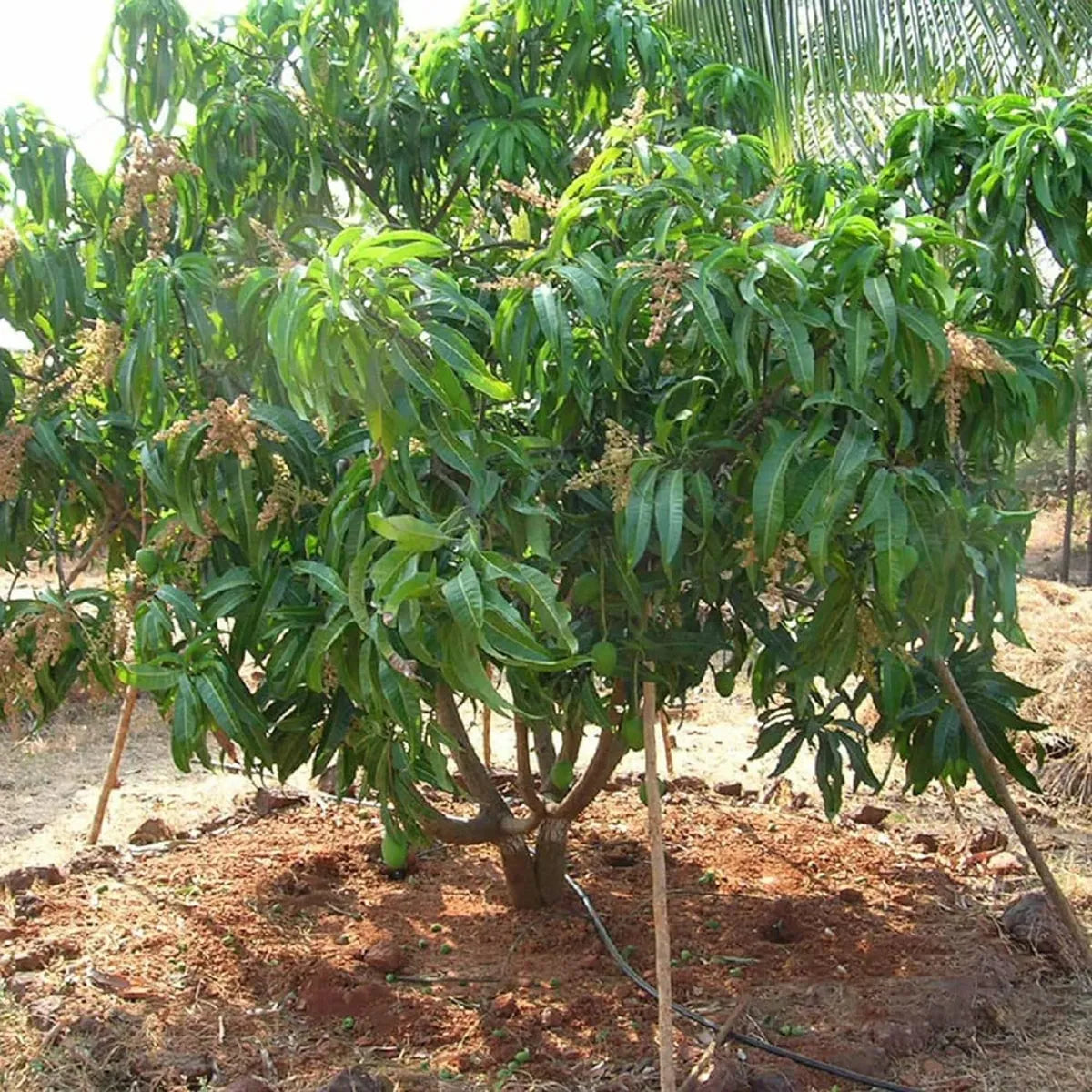 Alphonso Hapus Ratnagiri Mango Grafted Hybrid Plant