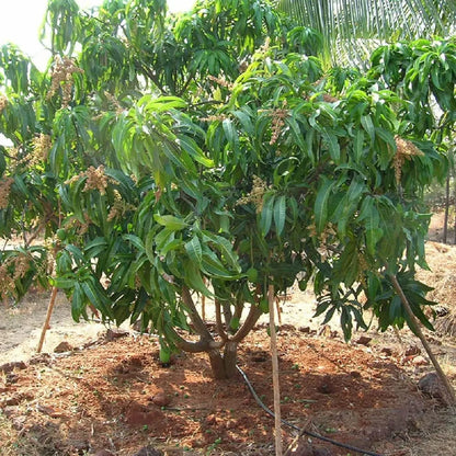 Alphonso Hapus Ratnagiri Mango Grafted Hybrid Plant
