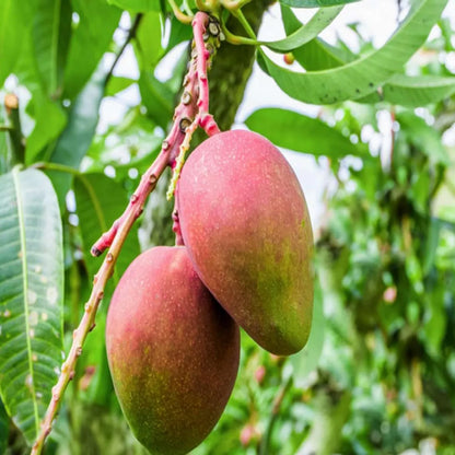 Sindhu Seedless Mango Grafted Hybrid Plant