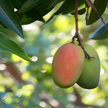 Sindhu Seedless Mango Grafted Hybrid Plant