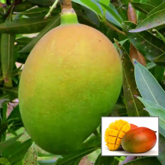 Suvarnarekha Mango Suvarnarekha Mango