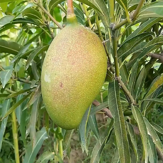 Suvarnarekha Mango Suvarnarekha Mango