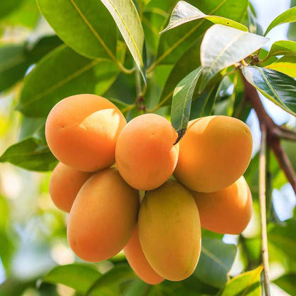 Chinna Rasam Rasalu Mango Grafted Hybrid Plant