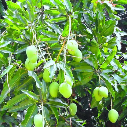 Chinna Rasam Rasalu Mango Grafted Hybrid Plant
