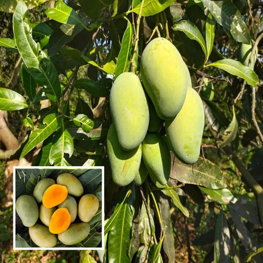 Amrapali Mango Grafted Hybrid Plant