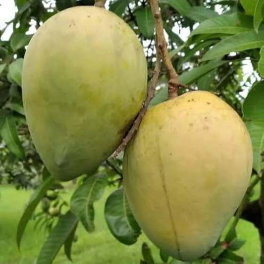 Kishan Bhog Mango Grafted Hybrid Plant