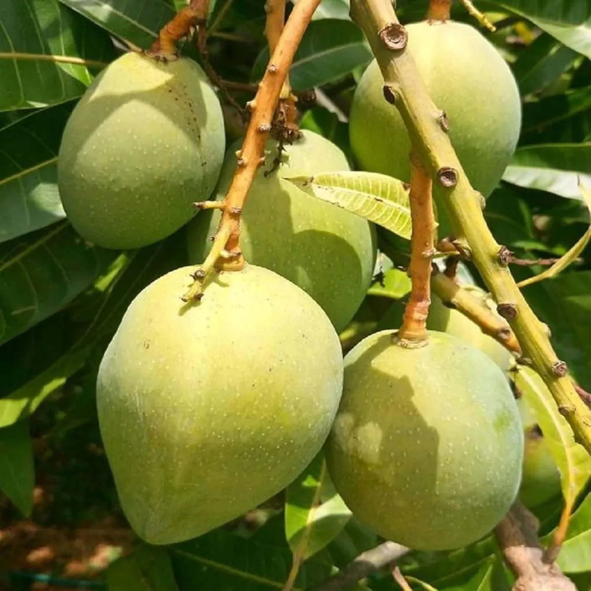 Kishan Bhog Mango Grafted Hybrid Plant