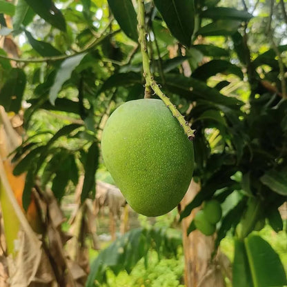 Khirsapati Mango Grafted Hybrid Plant