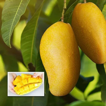 Langra Mango Grafted Hybrid Plant