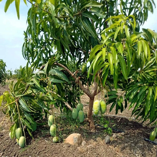 Langra Mango Grafted Hybrid Plant