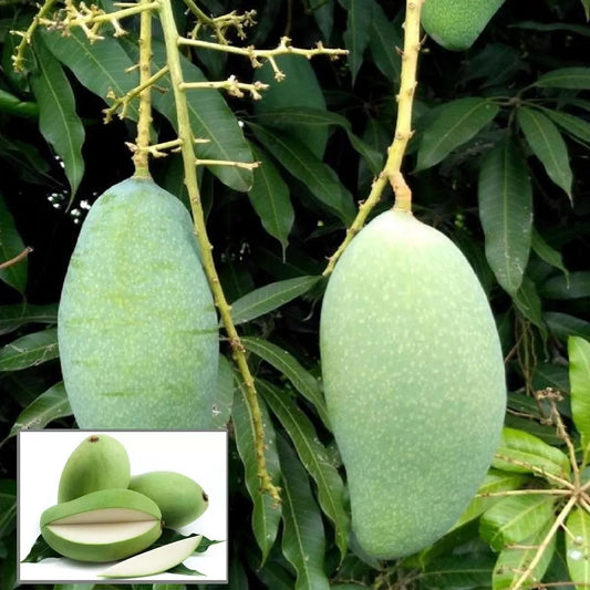 Sweet Kaccha Mitha Mango Grafted Hybrid Plant