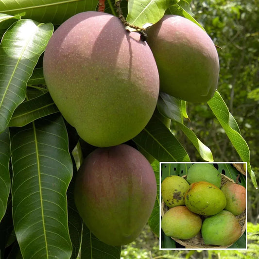 Bombay Shehroli Mango Grafted Hybrid Plant