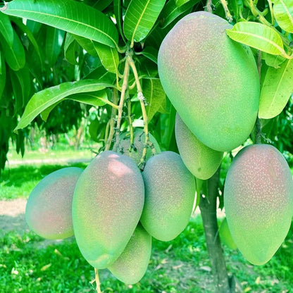 Bombay Shehroli Mango Grafted Hybrid Plant