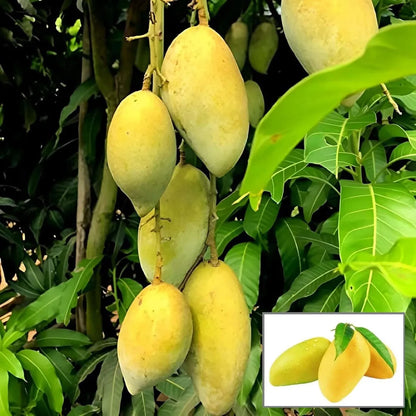 Honey Sweet Chaunsa Mango Grafted Hybrid Plant