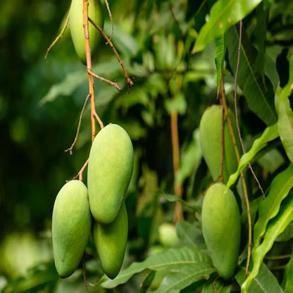 Honey Sweet Chaunsa Mango Grafted Hybrid Plant