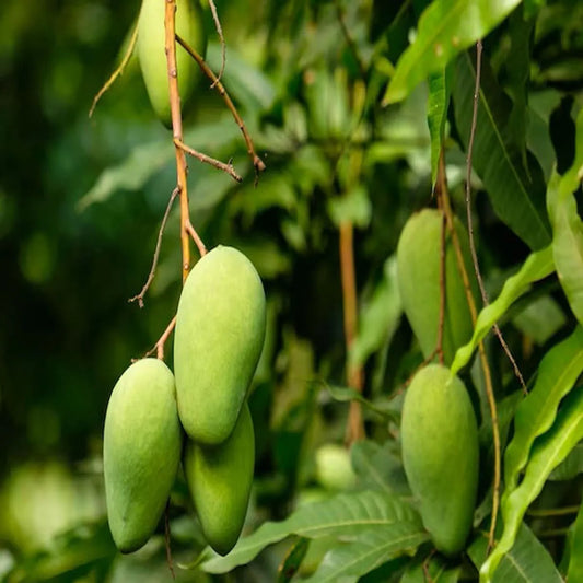 Honey Sweet Chaunsa Mango Grafted Hybrid Plant