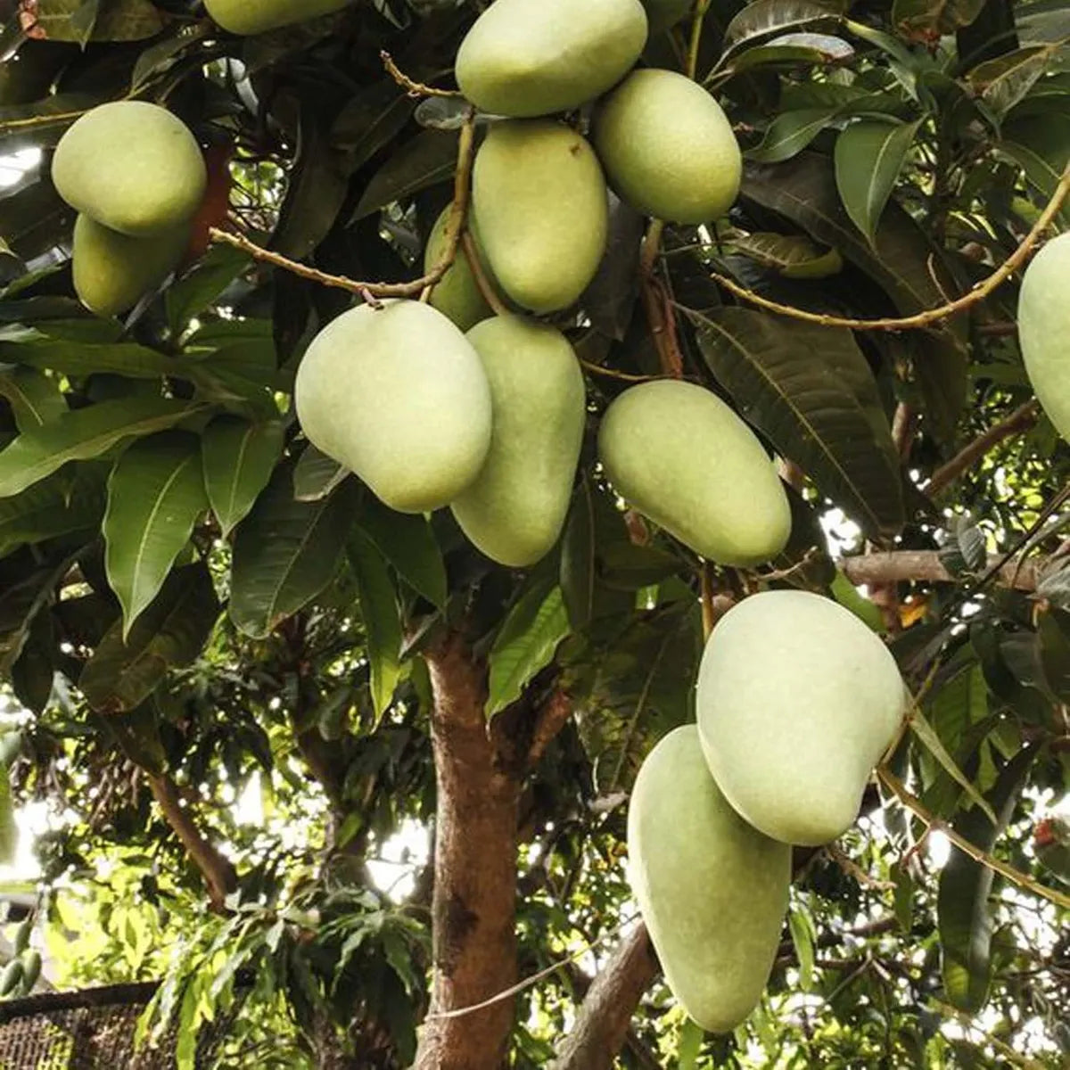 Honey Sweet Chaunsa Mango Grafted Hybrid Plant