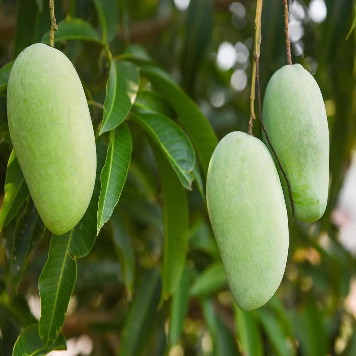 Honey Sweet Chaunsa Mango Grafted Hybrid Plant