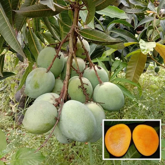 Malgova Mulgoba Mango Grafted Hybrid Plant