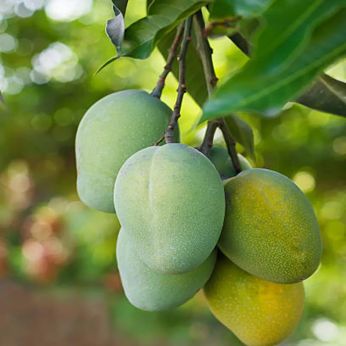 Malgova Mulgoba Mango Grafted Hybrid Plant