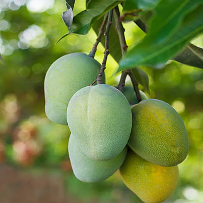 Malgova Mulgoba Mango Grafted Hybrid Plant