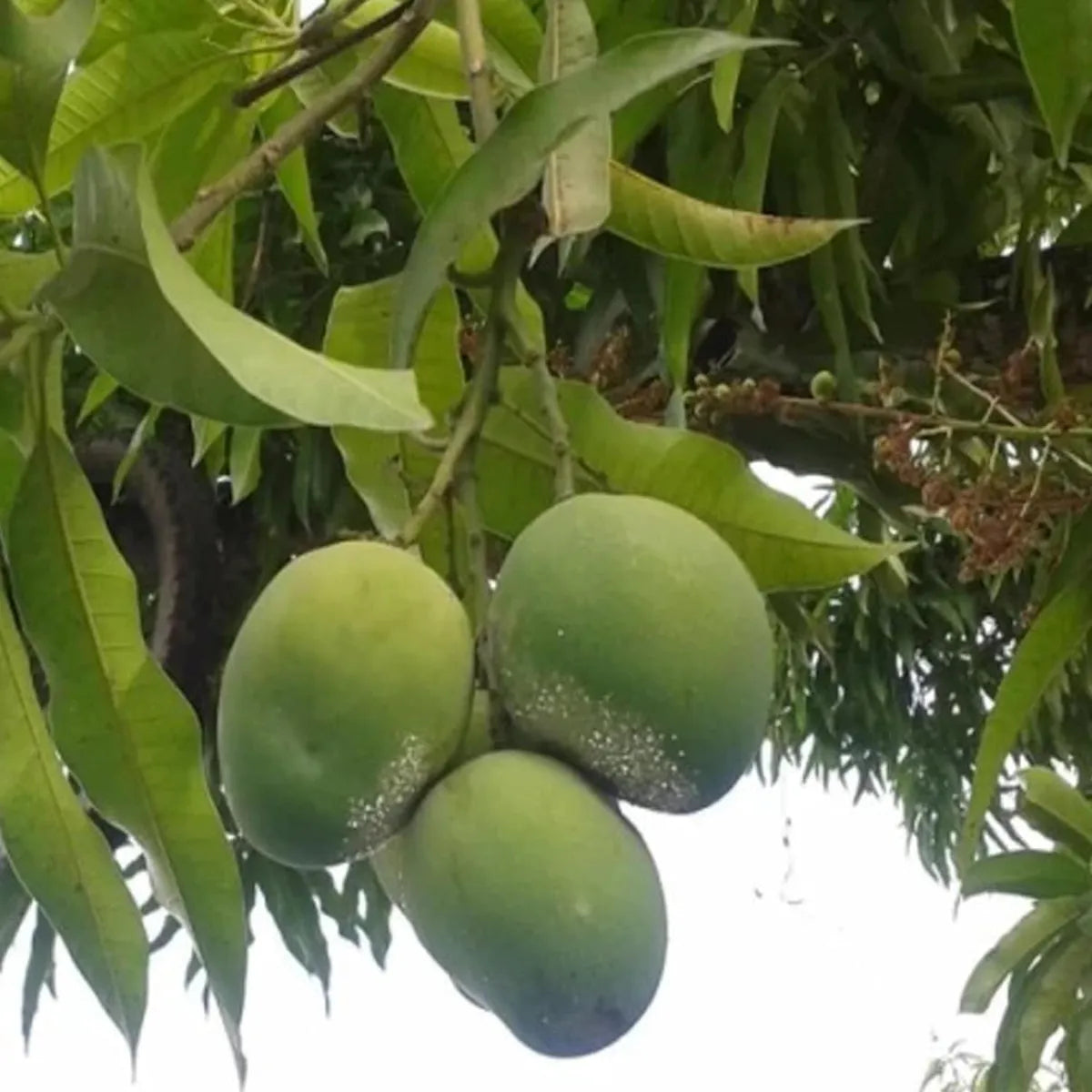 Malgova Mulgoba Mango Grafted Hybrid Plant