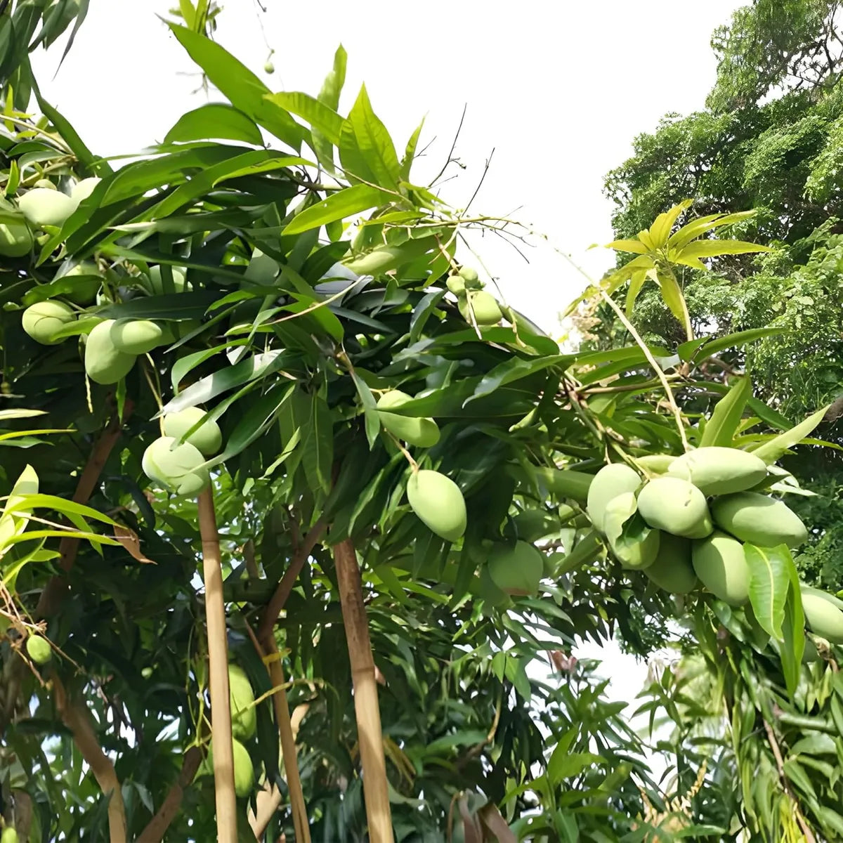 Malgova Mulgoba Mango Grafted Hybrid Plant