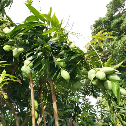 Malgova Mulgoba Mango Grafted Hybrid Plant