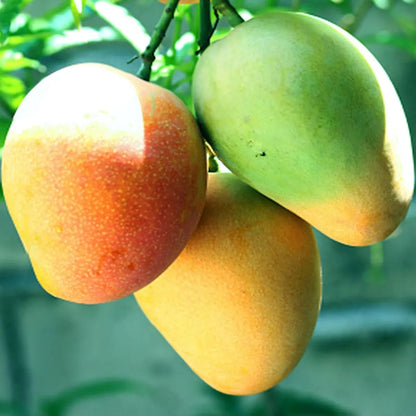 Badami Mango  Grafted Hybrid Plant