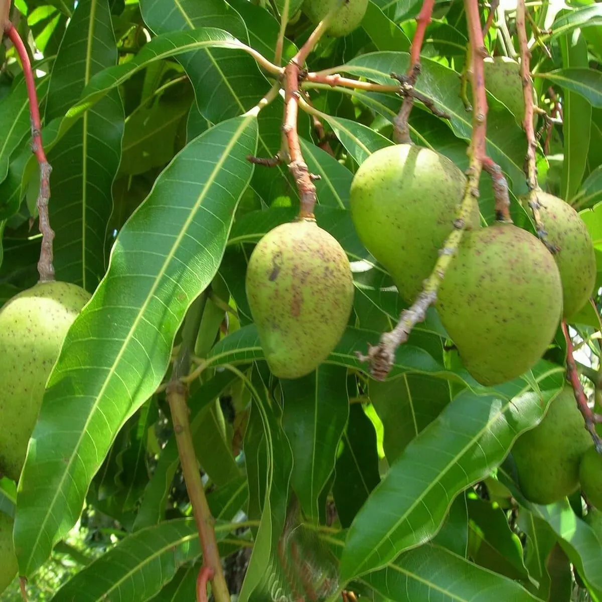 Goa Mankurad Variety Mango Grafted Hybrid Plant