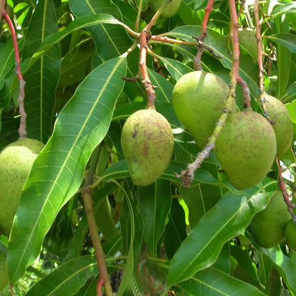 Goa Mankurad Variety Mango Grafted Hybrid Plant