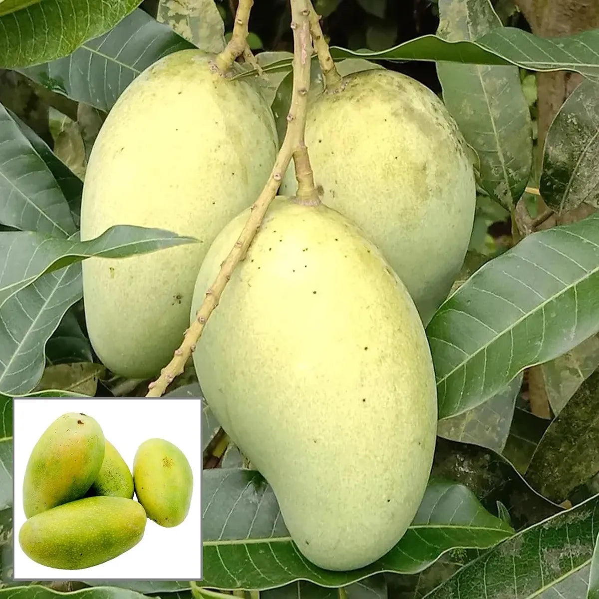 All Time Mango Grafted Hybrid Plant