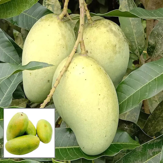 All Time Mango Grafted Hybrid Plant