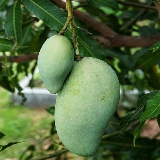 Desi Bombai Mango Grafted Hybrid Plant