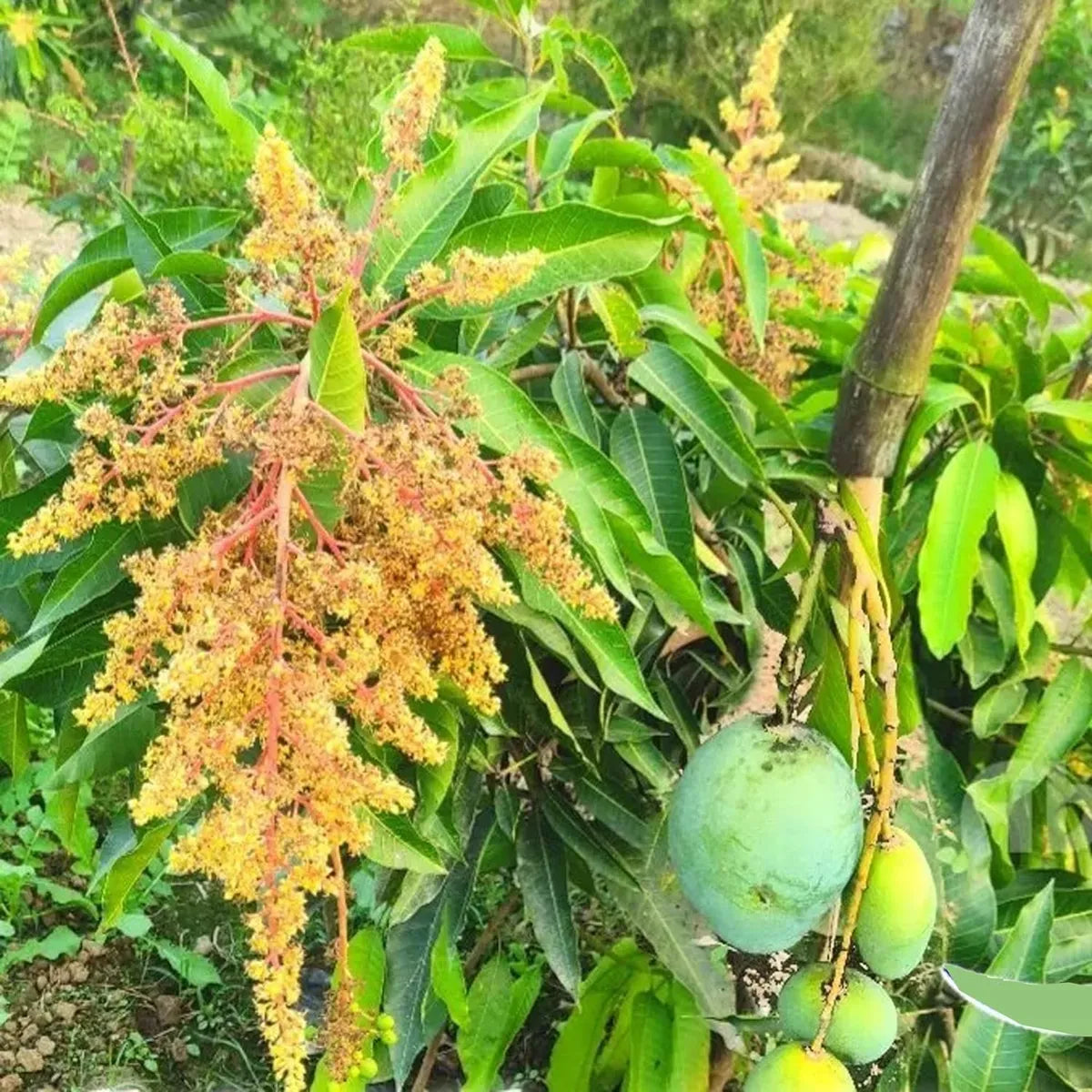 All Time Mango Grafted Hybrid Plant