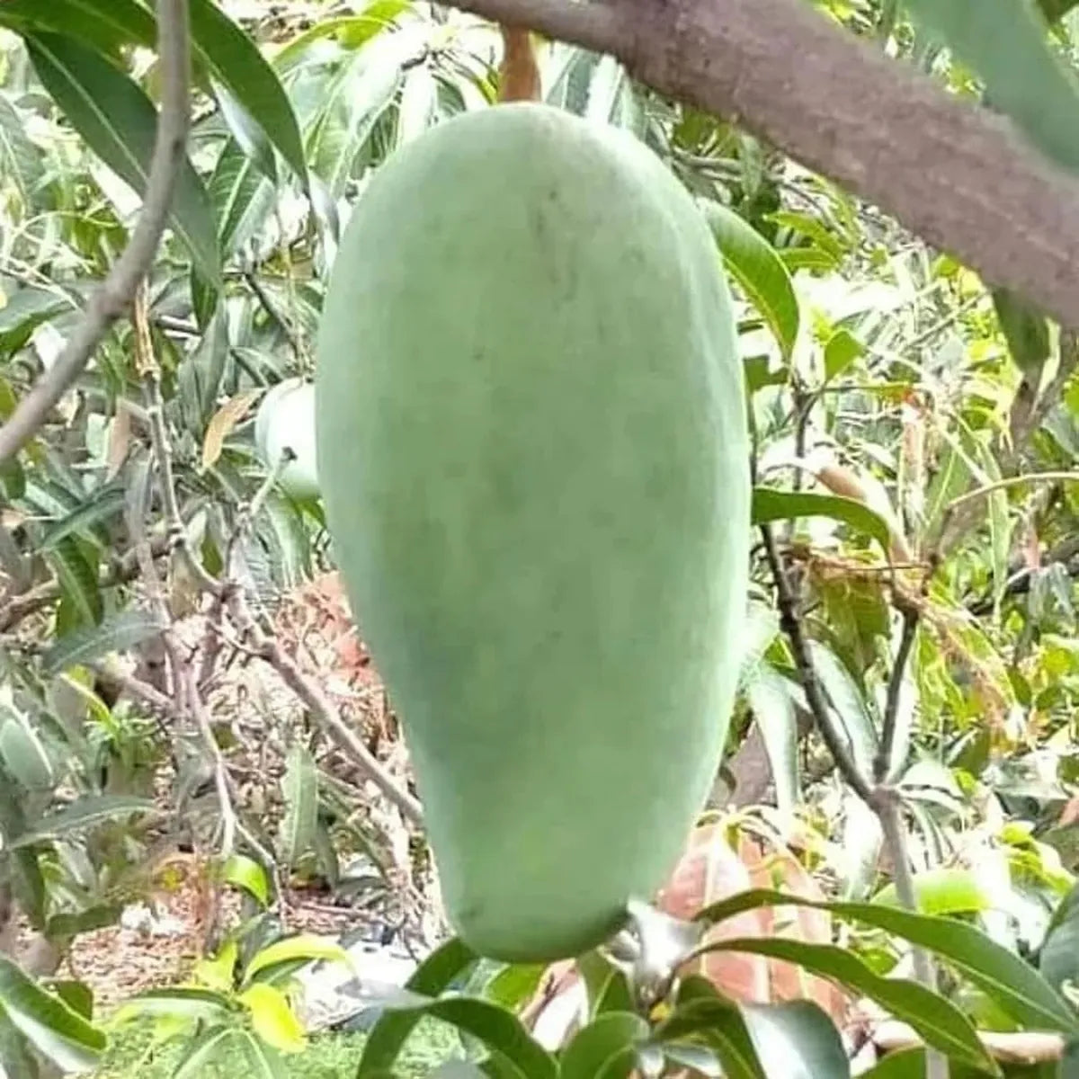 Nurjahan Noor Jahan Mango Grafted Hybrid Plant