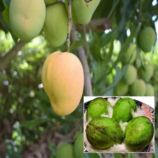 Kohitur Mango Grafted Hybrid Plant