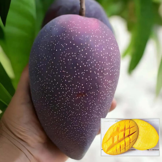 Bn 7 Mango Grafted Hybrid Plant