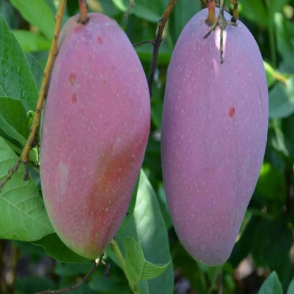 Bn 7 Mango Grafted Hybrid Plant