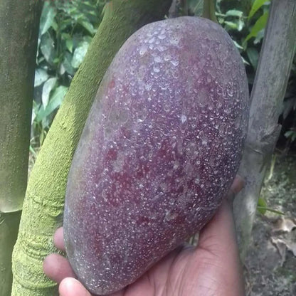 Bn 7 Mango Grafted Hybrid Plant