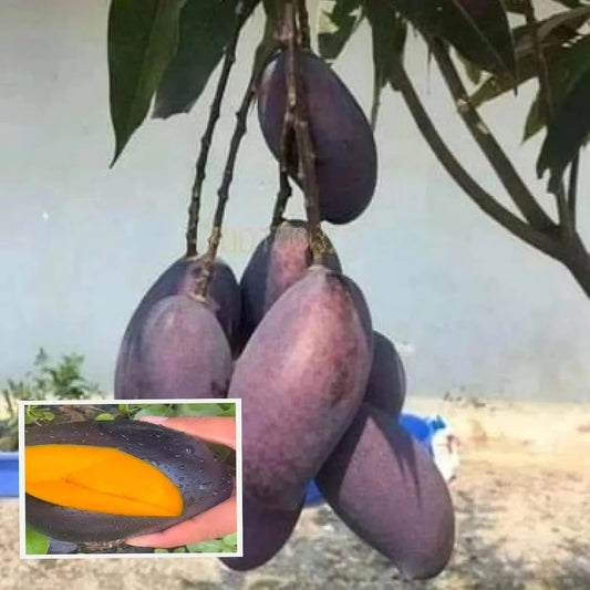 Kasturi Black Mango Grafted Hybrid Plant