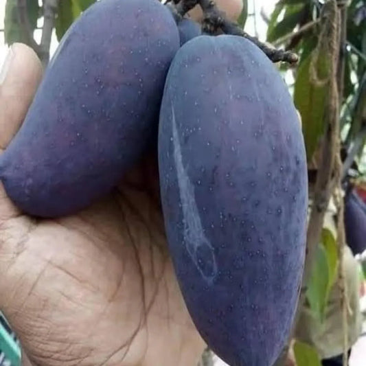 Kasturi Black Mango Grafted Hybrid Plant