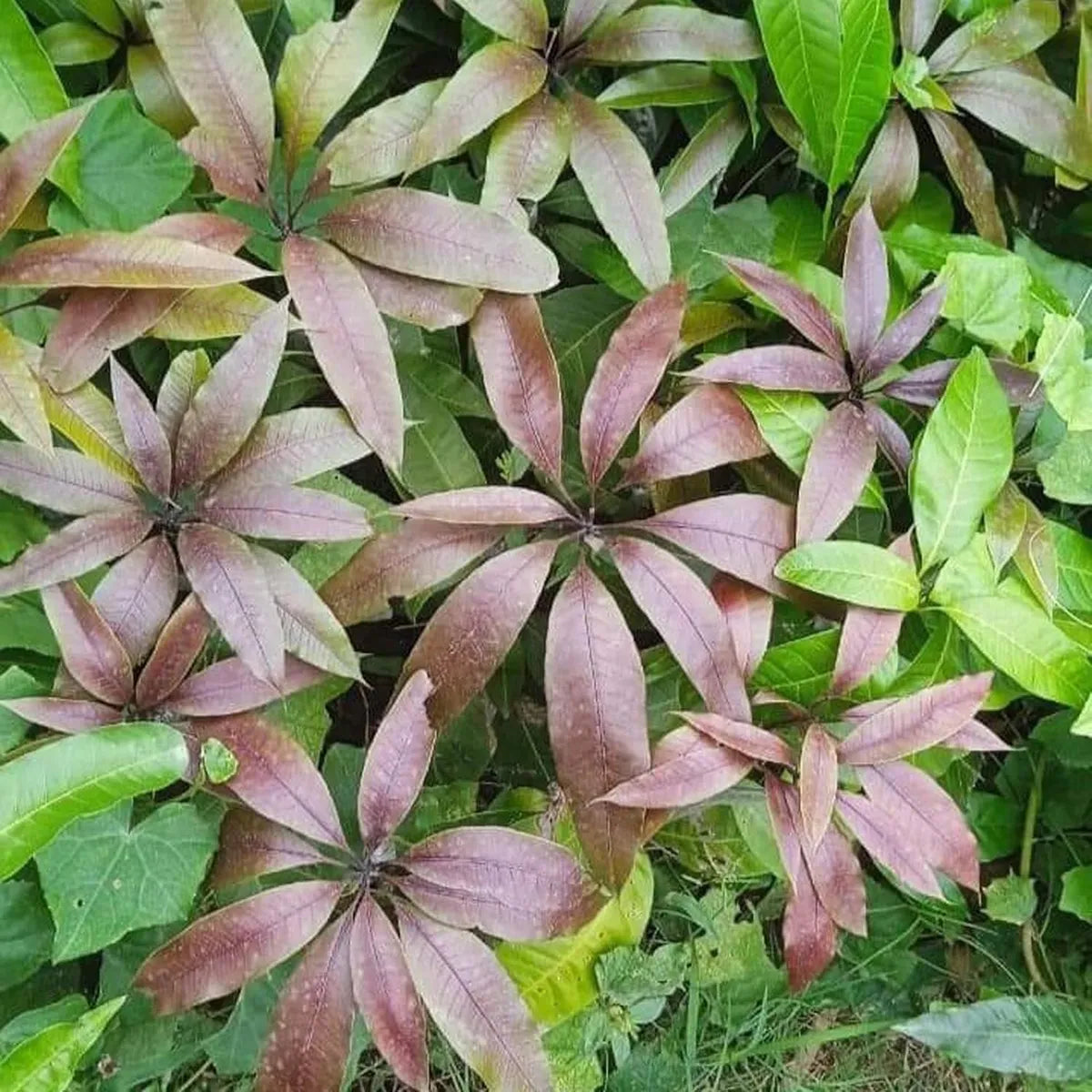 Kasturi Black Mango Grafted Hybrid Plant