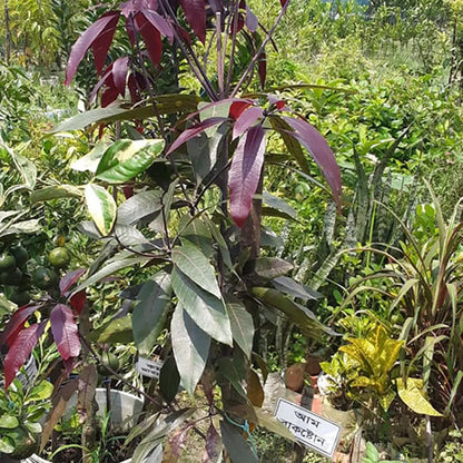 Kasturi Black Mango Grafted Hybrid Plant