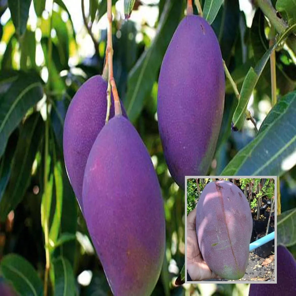 Purple Palmer Mango Grafted Hybrid Plant