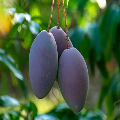 Purple Palmer Mango Grafted Hybrid Plant